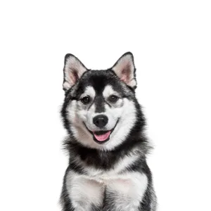 Petland Largo Florida Pomsky