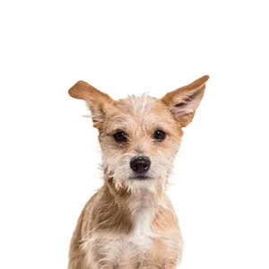 Petland Largo Florida Chipoo