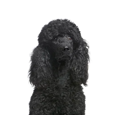 Petland Largo Florida Poodle