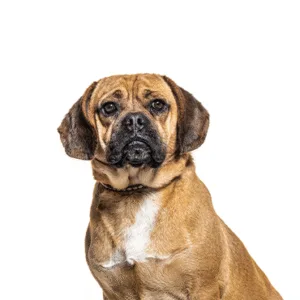 Petland Largo Florida Puggle