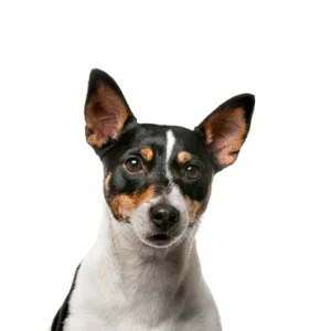 Petland Largo Florida Rat Terrier