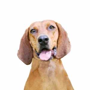 Petland Largo Florida Redbone Coonhound
