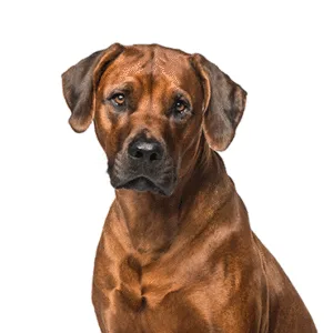 Petland Largo Florida Rhodesian Ridgeback