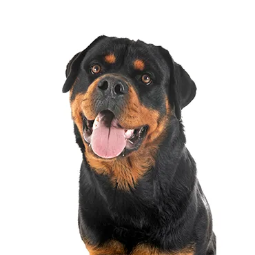 Petland Largo Florida Rottweiler