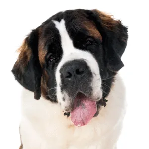 Petland Largo Florida Saint Bernard
