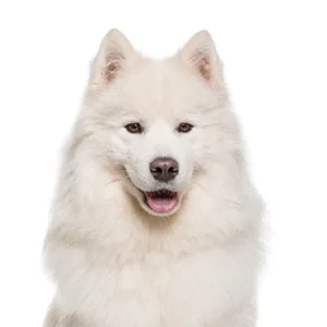 Petland Largo Florida Samoyed