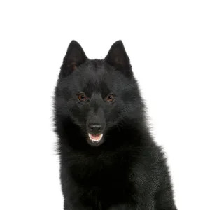 Petland Largo Florida Schipperke