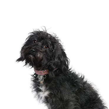 Petland Largo Florida Schnoodle