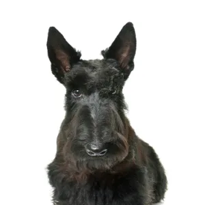 Petland Largo Florida Scottish Terrier