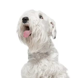 Petland Largo Florida Sealyham Terrier