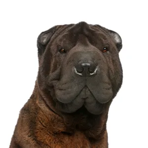 Petland Largo Florida Shar-Pei