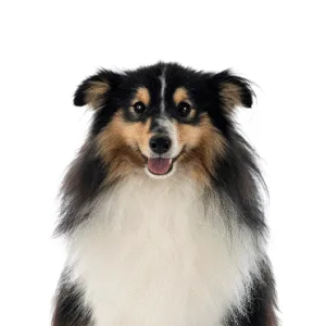 Petland Largo Florida Shetland Sheepdog