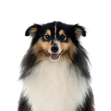 Petland Largo Florida Shetland Sheepdog