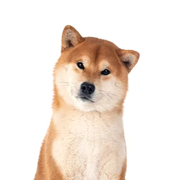 Petland Largo Florida Shiba Inu