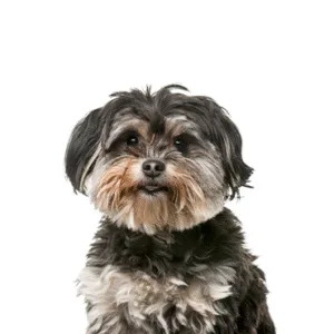 Petland Largo Florida Shih Poo