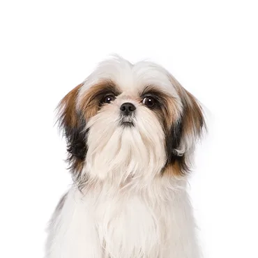 Petland Largo Florida Shih Tzu