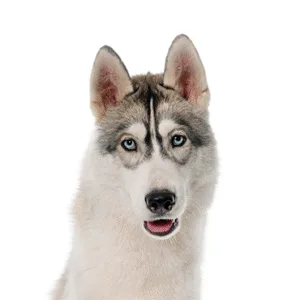 Petland Largo Florida Siberian Husky