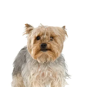 Petland Largo Florida Silky Terrier