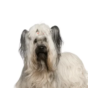 Petland Largo Florida Skye Terrier