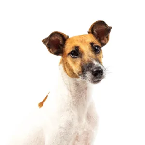 Petland Largo Florida Smooth Fox Terrier
