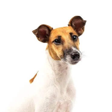 Petland Largo Florida Smooth Fox Terrier