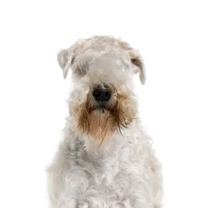 Petland Largo Florida Soft Coated Wheaten Terrier