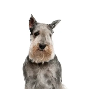 Petland Largo Florida Standard Schnauzer