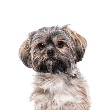 Petland Largo Florida Teddy Bear