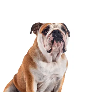 Petland Largo Florida Victorian Bulldog