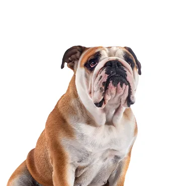 Petland Largo Florida Victorian Bulldog