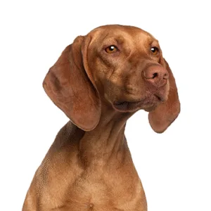 Petland Largo Florida Vizsla