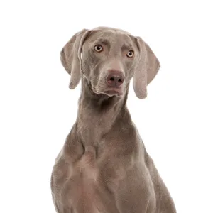 Petland Largo Florida Weimaramer