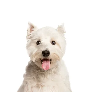 Petland Largo Florida West Highland Terrier