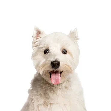 Petland Largo Florida West Highland Terrier