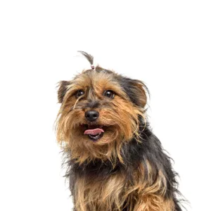 Petland Largo Florida Yorkie-Chon