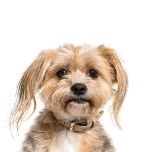 Petland Largo Florida Yorkiepoo