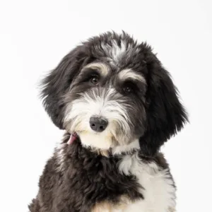 Petland Largo Florida Miniature Bernedoodle