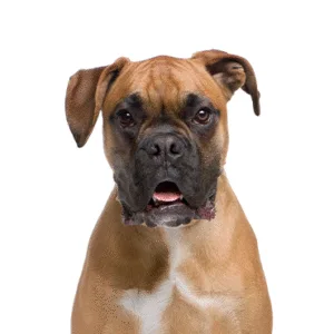 Petland Largo Florida Boxer