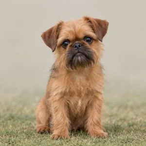 Brussels Griffon