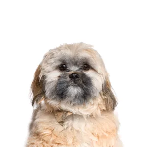 Petland Largo Florida Cavachon