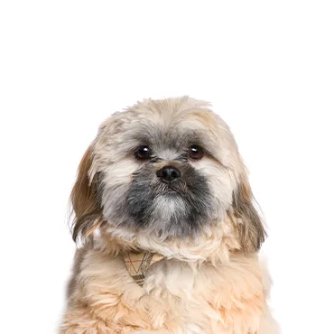 Petland Largo Florida Cavachon