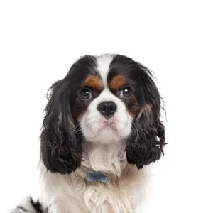Petland Largo Florida Cavalier King Charles Spaniel