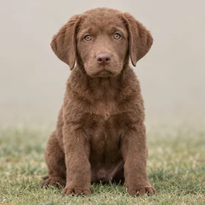 Chesapeake Bay Retriever