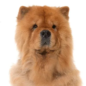 Petland Largo Florida Chow Chow