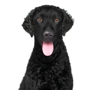 Petland Largo Florida Curly-Coated Retriever