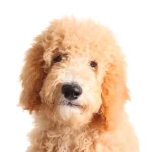 Petland Largo Florida Miniature Goldendoodle