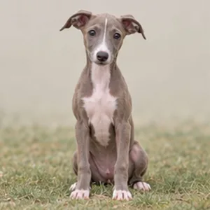 Italian Greyhound