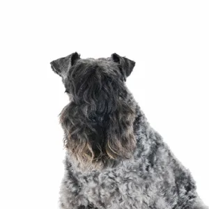 Petland Largo Florida Kerry Blue Terrier