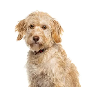 Petland Largo Florida Labradoodle