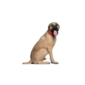 Petland Largo Florida English Mastiff